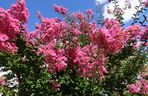Lagerstremia indyjska
