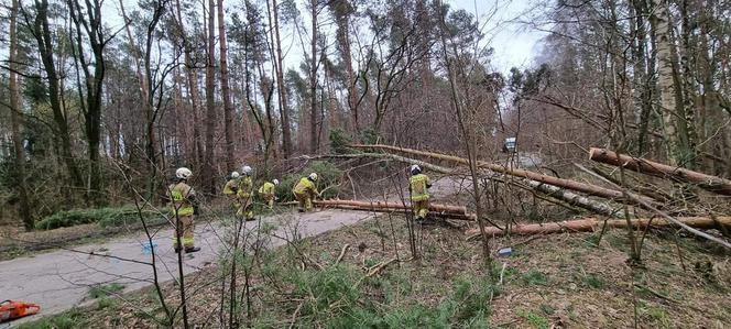 Szkody po Orkanie Eunice. Zrywało dachy, wyrywało grube drzewa, brakowało prądu