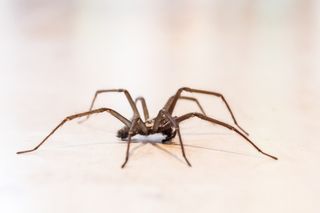 Zobaczyłaś pająka, kiedy pomyślałaś o TEJ osobie? Wszechświat wysyła ważną wiadomość. Tego sygnału nie możesz zlekceważyć. Przesądy ludowe