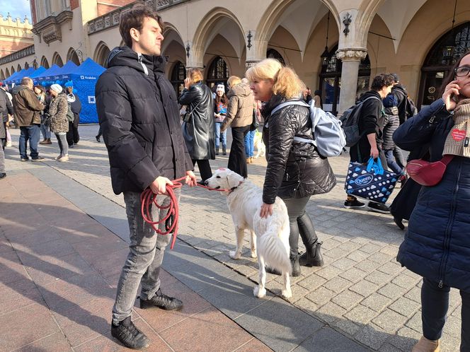 33. Finał WOŚP z grupą krakowskich Golden Retrieverów