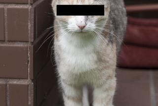 Straż miejska oskarżyła kota o kradzież