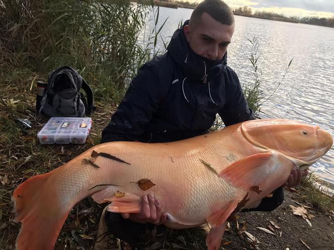 Biała Tołpyga zszokowała wędkarzy! Waży ponad 50 kilogramów [ZDJĘCIA]