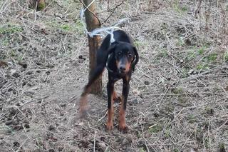 Gorzów Wielkopolski. Zwyrodnialec przywiązał psa drutem do drzewa. Szuka go całe miasto [ZDJĘCIA].