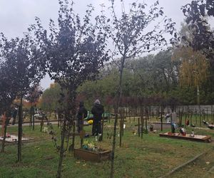 Rekordowa akcja Światełko Pamięci. Uczniowie z Łodzi porządkowali opuszczone groby