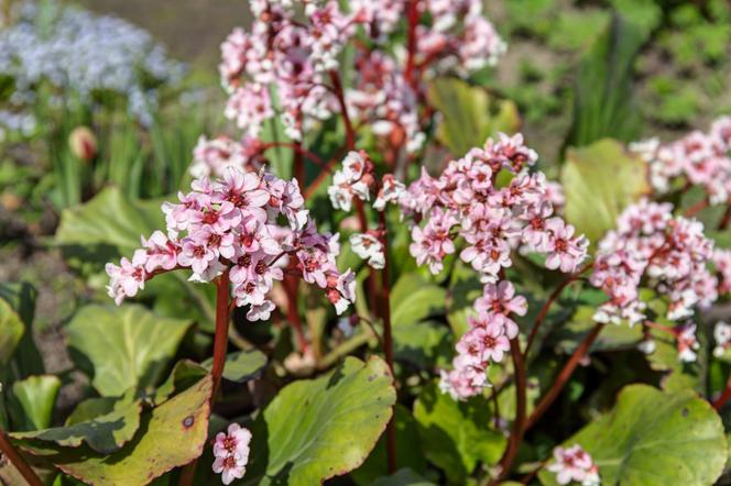 Bergenia grubolistna - Bergenia crassifolia