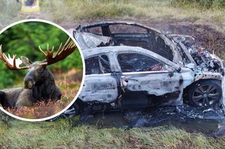 Tak wygląda zderzenie z łosiem. Auto stanęło w płomieniach, a kierowca trafił do szpitala. Policja prosi o ostrożność