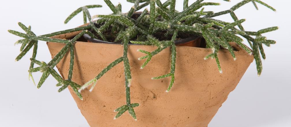 Erythrorhipsalis