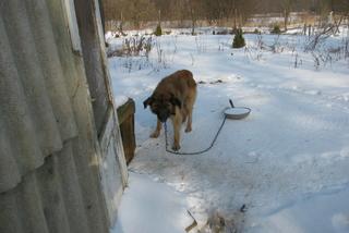 Jak przekazać 1 proc. podatku ? Towarzystwo Opieki nad Zwierzętami prosi o pomoc