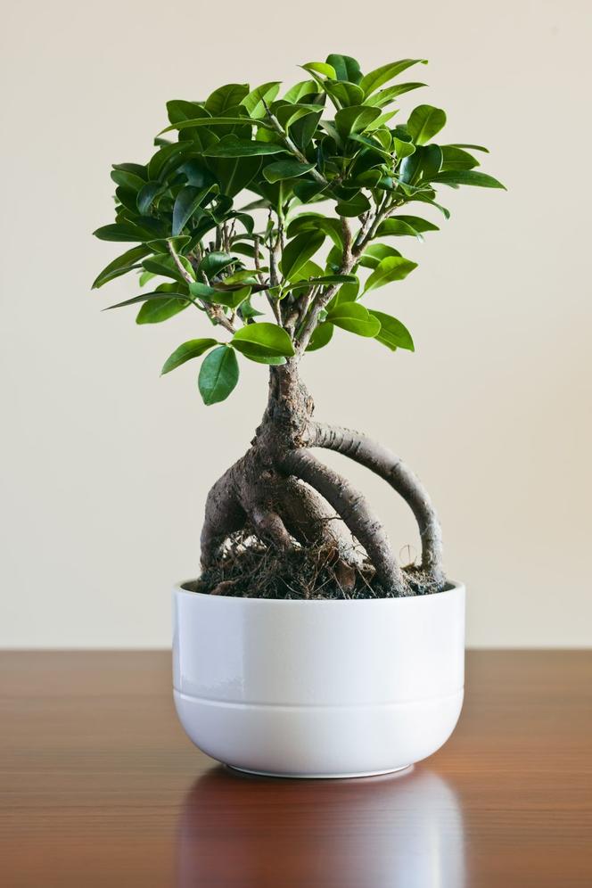 Bonsai Ficus Ginseng