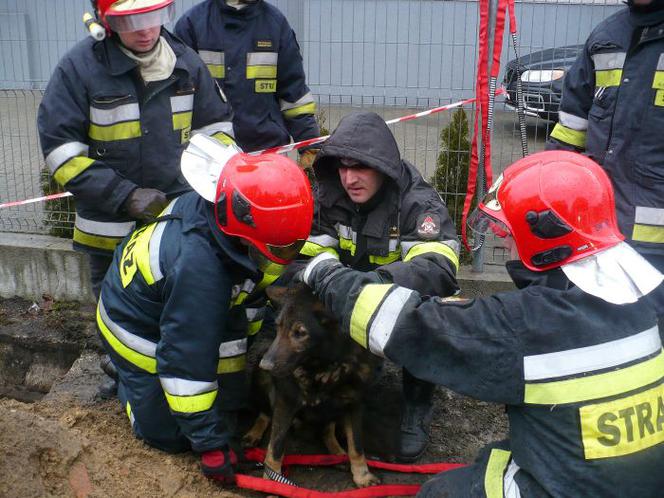 Zastęp strażaków na ratunek suni