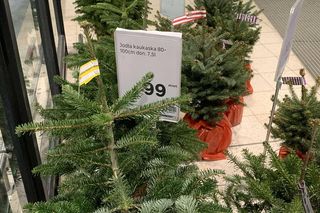 Choinka z Leroy Merlin