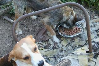 Jak przekazać 1 proc. podatku ? Towarzystwo Opieki nad Zwierzętami prosi o pomoc