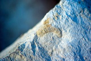 Niezwykły zamek w Małopolsce. Kiedyś był prawdziwą twierdzą, zostały po nim tylko ruiny 