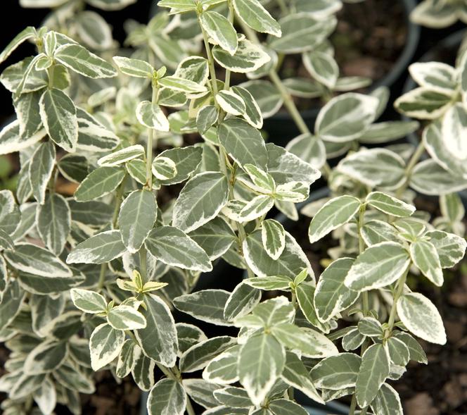 Trzmielina Fortune'a 'Argenteomarginata' - Euonymus fortunei ‘Argenteomarginata’