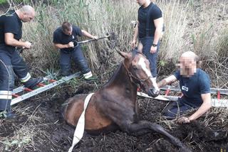 Wyciąganie konia z bagna
