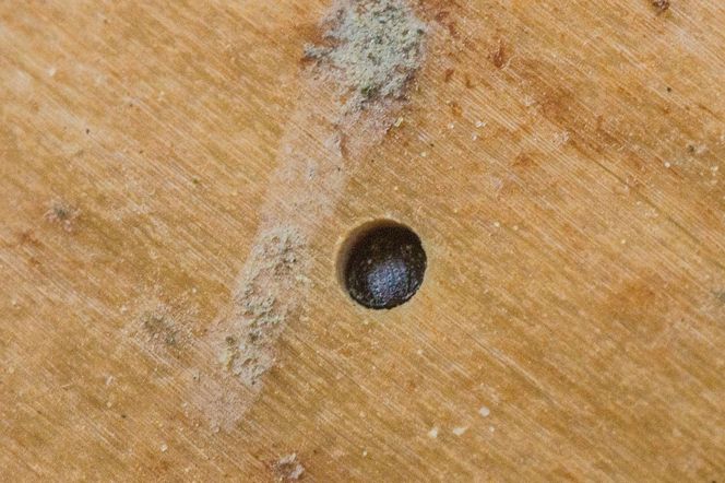 Leśnicy wyłapują groźne owady