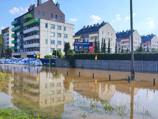 Stabłowice. Tak ratowali gołębie z działek