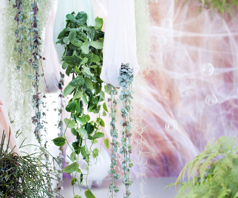 Aeschynanthus - Ceropegia - Rhipsalis - Tillandsia - Tradescantia