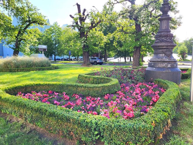 Kwiaty w Szczecinie