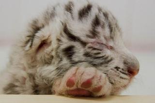 Pierwsze polskie białe tygrysy