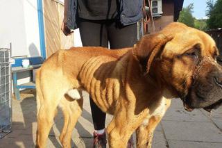 Byli opiekunowie Egona przywiązali go mocno do drzewa w środku lasu