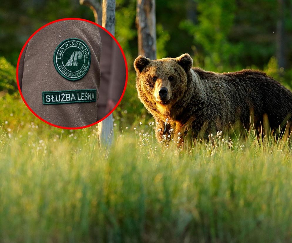 Niedźwiedź zaatakował leśnika. 35-latek doznał poważnych obrażeń