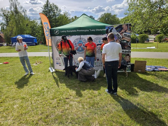 Festiwal Przyjaciół Zwierząt w Olsztynie. Park Centralny opanowały radosne pieski