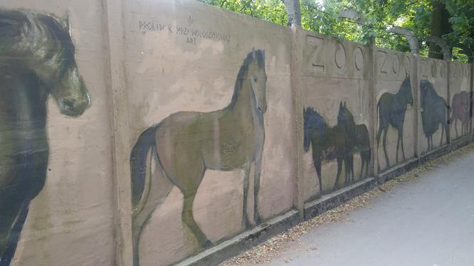 Malarz sam odnawia mural na ogrodzeniu wrocławskiego zoo