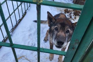 Koszmar suczki Figa niedaleko Gostynia. Sama skóra i kości, na mrozie, bez dostępu do wody i jedzenia