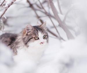 Zimą w Płocku zadbajmy o koty żyjące na wolności