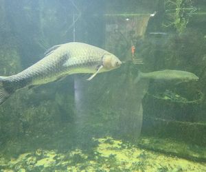 Egzotyczny świat na wyciągnięcie ręki! Zaglądamy do akwarium-terrarium w Myślęcinku