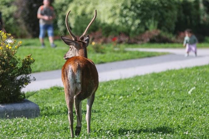 Łanie i jelenie w Zakopanem