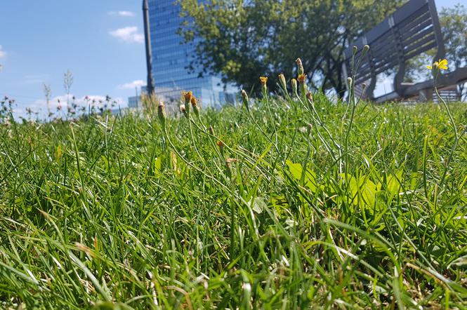 Miasto ogranicza koszenie trawy 
