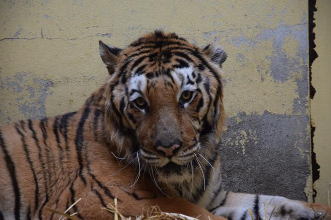 Operowany tygrys w poznańskim ZOO walczy o życie