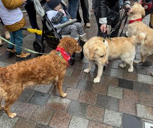 Golden Retriever WOŚP w Poznaniu