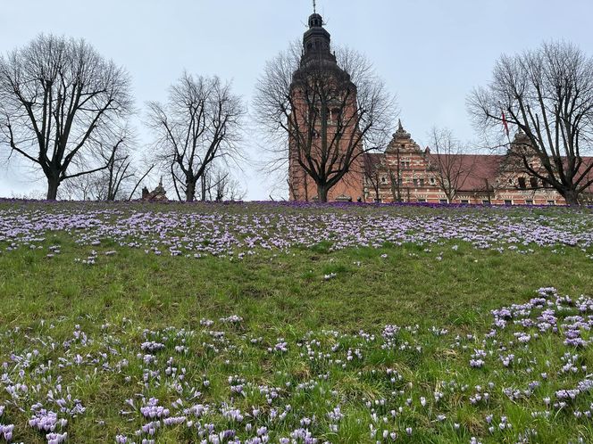 Krokusy na Wałach Chrobrego