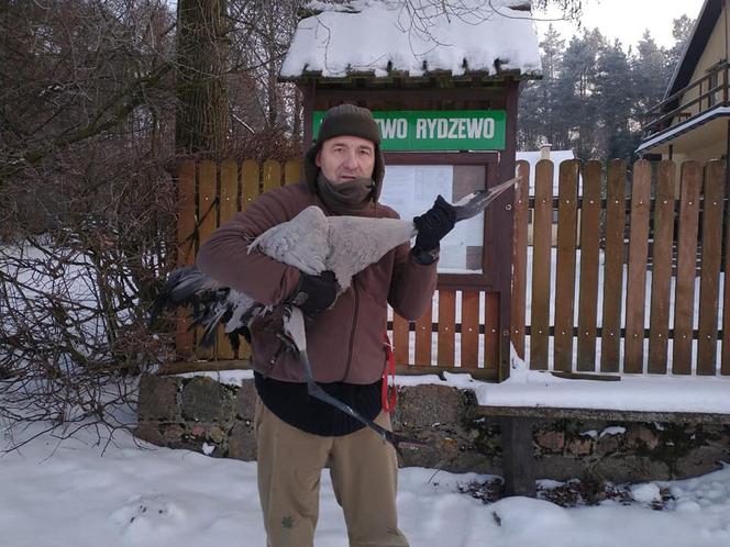 Ciechanów. Żuraw czekał na śmierć. Piękny gest myśliwego! [ZDJĘCIA]