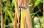 Fylostachys złotobruzdowy ‘Spectabilis’