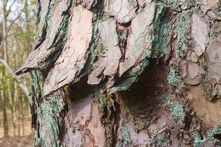 Sosna kołnierzykowata