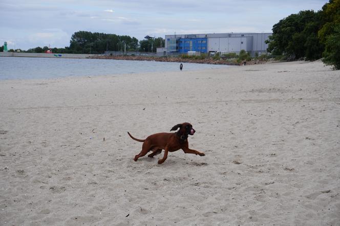 Jedyne takie miejsce na plażowej mapie Gdańska. Właściciele psów powinni o nim wiedzieć!