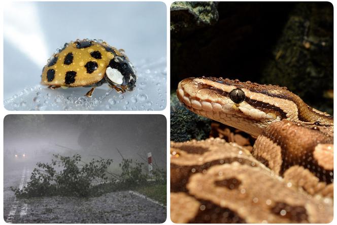 Atak biedronek azjatyckich, nawałnica oraz boa dusiciel, który uciekł właścicielowi. Tym żyła Bydgoszcz w roku 2018! [TOP 10]