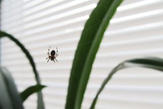 Pająki domowe. Jakie pająki możemy spotkać w naszych domach?