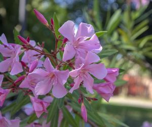 Oleander