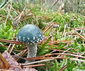 Niebieski grzyb w polskich lasach to pierścieniak grynszpanowy! Sprawdź, czy jest jadalny