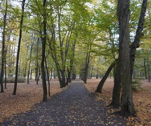 Park Lubomirskich w Białymstoku jesienią 