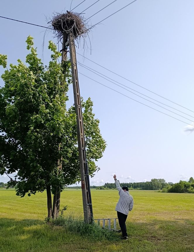 Ratował boćka na słupie, spadł z drabiny