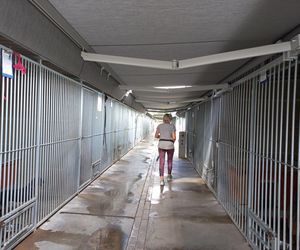 ​W schronisku dla zwierząt w Henrykowie koło Leszna montują markizy. Dadzą psom cień w gorące dni