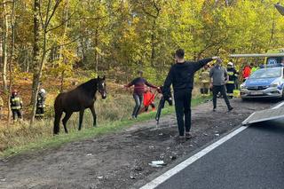 Cierpice: Zderzenie osobówki z autem przewożącym konia [ZDJĘCIA]