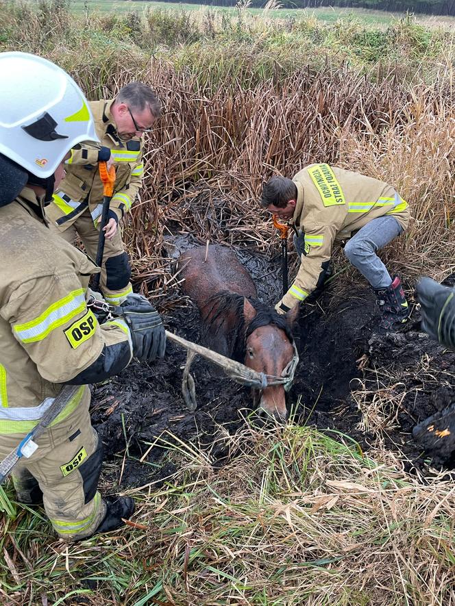 Strażacy uratowali konia tonącego w błocie