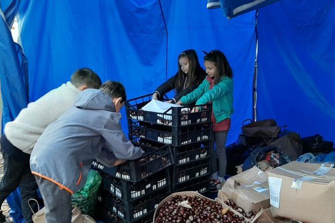 Uczniowie zbierają kasztany dla podopiecznych wrocławskiego hospicjum